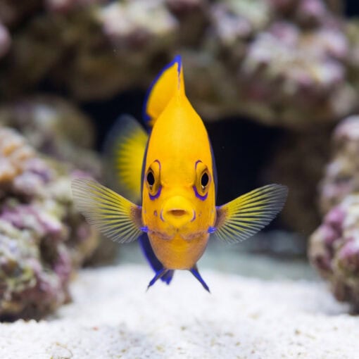 Flameback Angelfish (Centropyge acanthops) vibrant yellow-orange fish with blue trim facing camera near coral rock and white sand