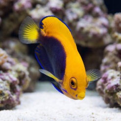 Flameback Angelfish (Centropyge acanthops) vivid orange and purple juvenile swimming near sandy substrate and live rock