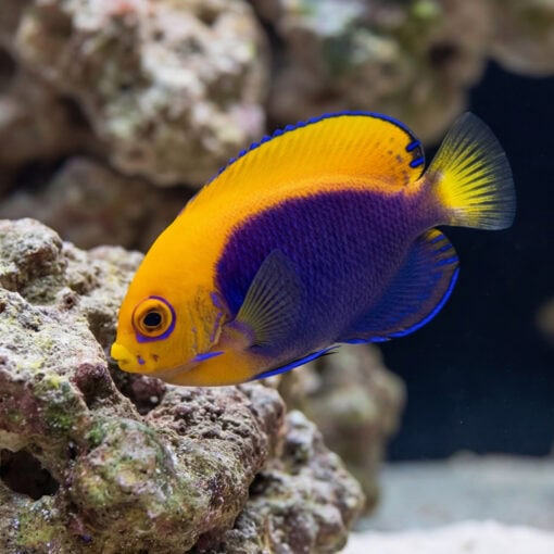 Flameback Angelfish (Centropyge acanthops) vibrant orange and purple coloration near coral rock in aquarium
