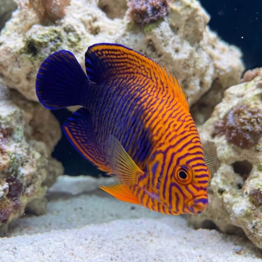 Potters Angelfish (Centropyge potteri) vibrant orange and purple wavy-striped juvenile swimming near live rock in reef aquarium