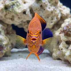 Potters Angelfish facing forward in reef aquarium, showing vivid orange and purple striped pattern with blue dorsal fin