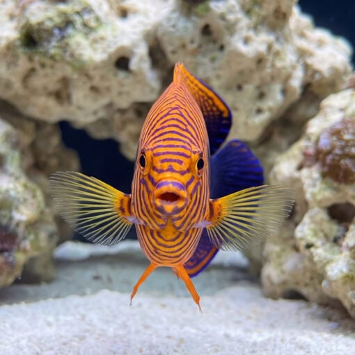 Potters Angelfish facing forward in reef aquarium, showing vivid orange and purple striped pattern with blue dorsal fin