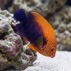 Potters Angelfish (Centropyge potteri) vibrant orange and blue patterned fish swimming near live rock and sandy substrate