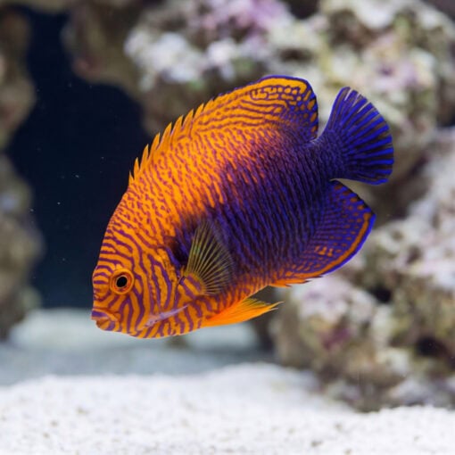 Potters Angelfish (Centropyge potteri) swimming near sandy substrate, vibrant orange body with purple-blue wavy markings and blue-edged fins