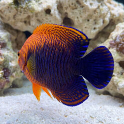 Potters Angelfish (Centropyge potteri) vibrant orange and blue juvenile swimming near white sand and live rock in reef aquarium