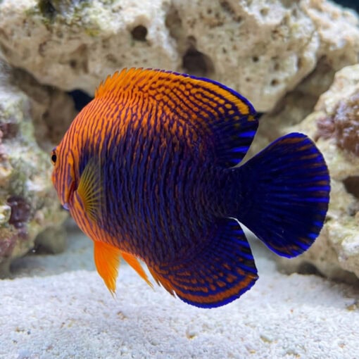 Potters Angelfish (Centropyge potteri) vibrant orange and blue juvenile swimming near white sand and live rock in reef aquarium