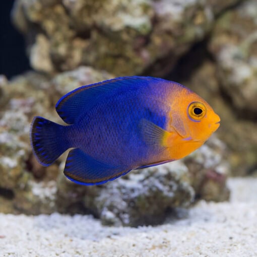 Pygmy Angelfish vibrant blue and orange coloration swimming near white sand and live rock in reef aquarium