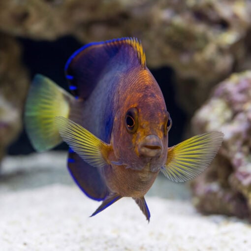 White Tailed Pygmy Angelfish facing forward showing yellow pectoral fins, purple-brown body, and blue dorsal fin over sandy reef substrate