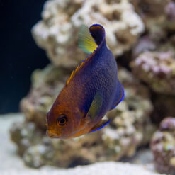 White Tailed Pygmy Angelfish juvenile swimming near live rock, showing orange face, deep blue-purple body, and yellow-tipped dorsal fin