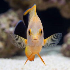 Eibli Angelfish (Centropyge eibli) facing forward with fanned pectoral fins, orange accents, dark dorsal fin, over white sand substrate
