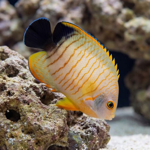 Eibli Angelfish (Centropyge eibli) orange body with dark wavy stripes black dorsal fin near coral rock in reef aquarium