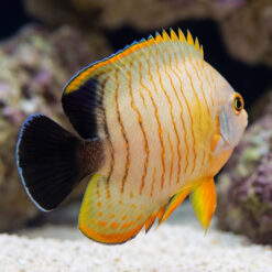 Eibli Angelfish (Centropyge eibli) side profile showing orange striped body with black rear markings swimming near sandy reef substrate