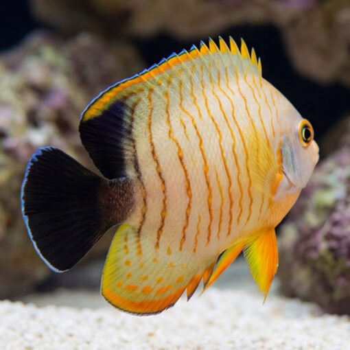 Eibli Angelfish (Centropyge eibli) side profile showing orange striped body with black rear markings swimming near sandy reef substrate