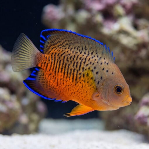 Rusty Angelfish (Centropyge ferrugata) side profile showing vibrant orange body with blue-edged fins and black spots in reef aquarium