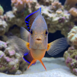 Rusty Angelfish facing forward, displaying fanned pectoral fins, blue dorsal fin, orange belly, in reef aquarium