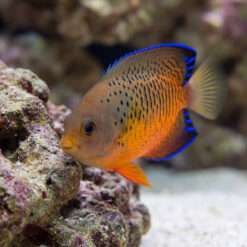 Rusty Angelfish (Centropyge ferrugata) facing left near live rock, showcasing orange body with black spots and vivid blue-edged fins
