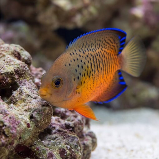 Rusty Angelfish (Centropyge ferrugata) facing left near live rock, showcasing orange body with black spots and vivid blue-edged fins