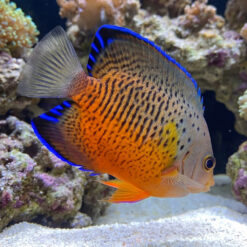 Rusty Angelfish (Centropyge ferrugata) facing right in reef tank showing vivid orange body blue-edged fins and dark spotting pattern