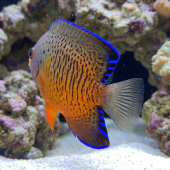 Rusty Angelfish (Centropyge ferrugata) orange fish with blue-edged fins and dark spots swimming near coral rockwork