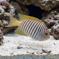 Japanese Swallowtail Angelfish juvenile with gold-edged fins and brown stripes swimming near sandy reef substrate