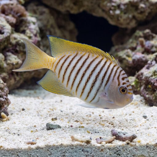 Japanese Swallowtail Angelfish juvenile with gold-edged fins and brown stripes swimming near sandy reef substrate
