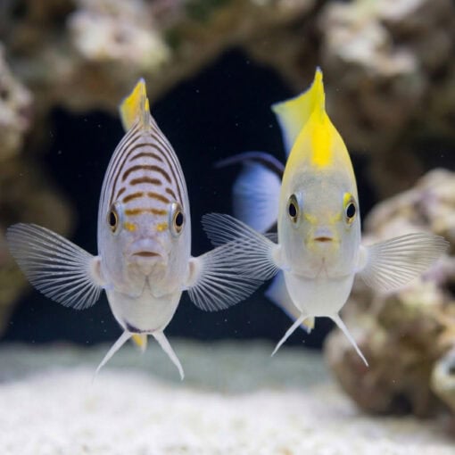 Japanese Swallowtail Angelfish (Genicanthus melanospilos) male and female pair facing forward in reef aquarium with coral