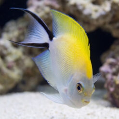 Japanese Swallowtail Angelfish juvenile showing yellow dorsal and white body near coral rock in clear aquarium water