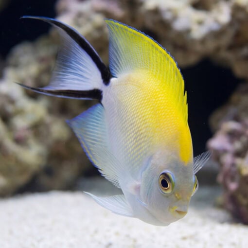 Japanese Swallowtail Angelfish juvenile showing yellow dorsal and white body near coral rock in clear aquarium water