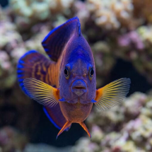Coral Beauty Angelfish facing camera head-on, vivid purple and orange body, yellow pectoral fins spread wide, coral reef background