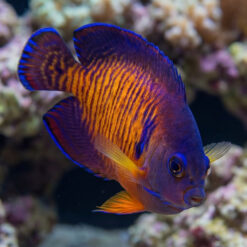 Coral Beauty Angelfish Tiger Tail facing left, vibrant orange stripes on purple body, blue-edged fins, reef coral background