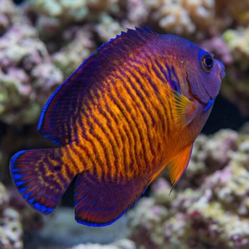 Coral Beauty Angelfish Tiger Tail (Centropyge bispinosa) side profile showing vivid orange striping, blue-edged fins, near coral reef