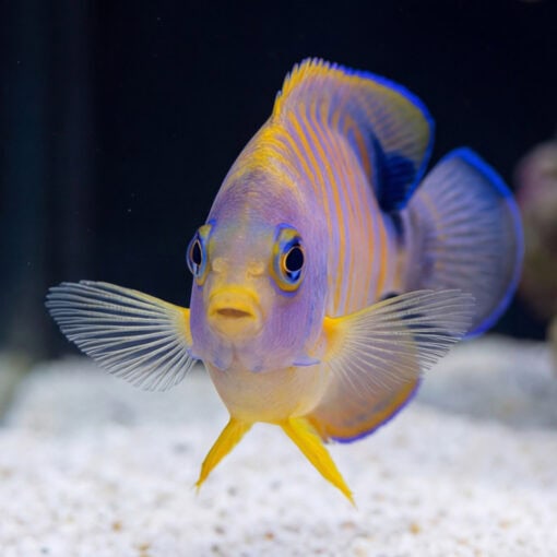 Hybrid Eibli Lemon Peel Angelfish facing camera showing purple-yellow striped body, blue-edged fins, over white sand substrate