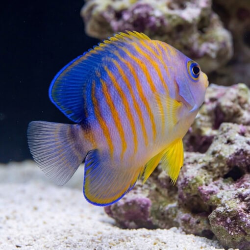 Hybrid Eibli Lemon Peel Angelfish TigerPyge side profile showing blue fins, orange stripes, yellow belly near coral reef substrate