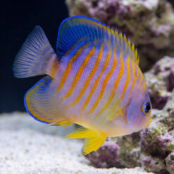 Hybrid Eibli Lemon Peel Angelfish TigerPyge side profile showing orange stripes blue fins yellow belly near coral reef sandy bottom