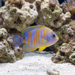Hybrid Eibli Lemon Peel Angelfish swimming among coral rocks and anemones, showing vivid orange stripes on blue-lavender body with yellow accents