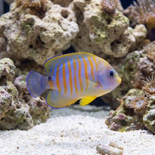 Hybrid Eibli Lemon Peel Angelfish swimming among coral rocks and anemones, showing vivid orange stripes on blue-lavender body with yellow accents
