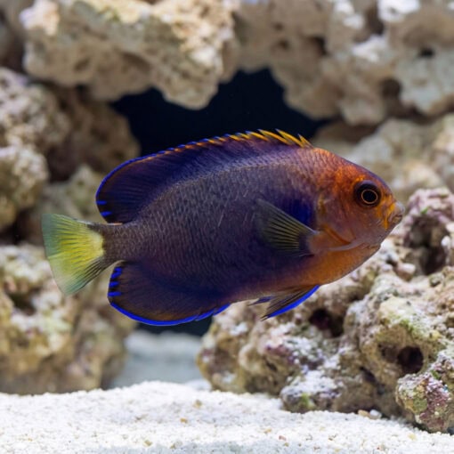 White Tailed Pygmy Angelfish swimming near coral rock with blue-edged fins, rust-orange face, and yellow-green tail in reef tank