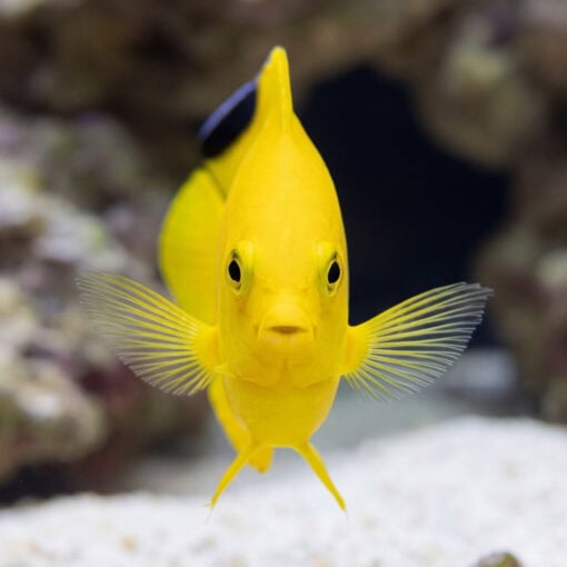 Woodheads Black Tip Angelfish vivid yellow juvenile facing forward fins spread wide near white sand and reef rock
