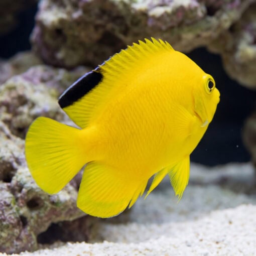 Woodheads Black Tip Angelfish vivid yellow body with black dorsal spot swimming near coral rock and sandy substrate