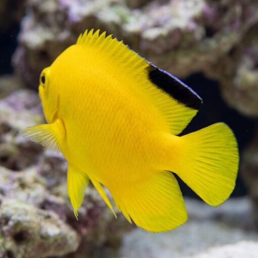 Woodheads Black Tip Angelfish vivid yellow body with black dorsal marking swimming near coral reef rock formations