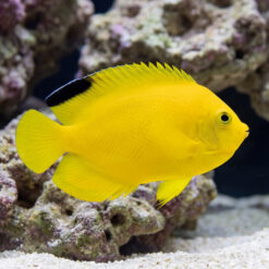 Woodheads Black Tip Angelfish vivid yellow body with black dorsal spot swimming near coral reef and sandy substrate
