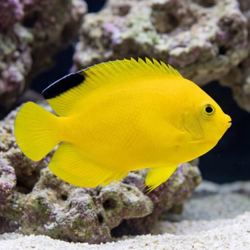 Woodheads Black Tip Angelfish vivid yellow body with black dorsal spot swimming near coral reef and sandy substrate