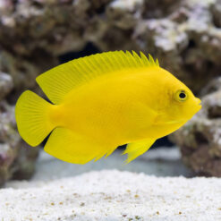 Yellow Angelfish vibrant all-yellow juvenile swimming near white sand substrate with rocky reef background in aquarium