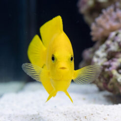 Yellow Angelfish juvenile facing camera directly, vivid yellow body, pectoral fins spread, white sandy substrate, coral reef aquarium