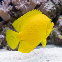 Yellow Angelfish vibrant lemon-yellow specimen swimming near white sand bed with coral reef backdrop in reef aquarium