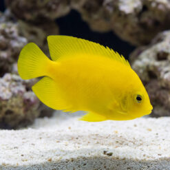Yellow Angelfish swimming near sandy substrate with coral rock background, showing vivid yellow coloration and dorsal fin detail
