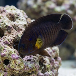Yellowfin Pygmy Angelfish dark brown body with vivid yellow pectoral fin near coral rock reef aquarium