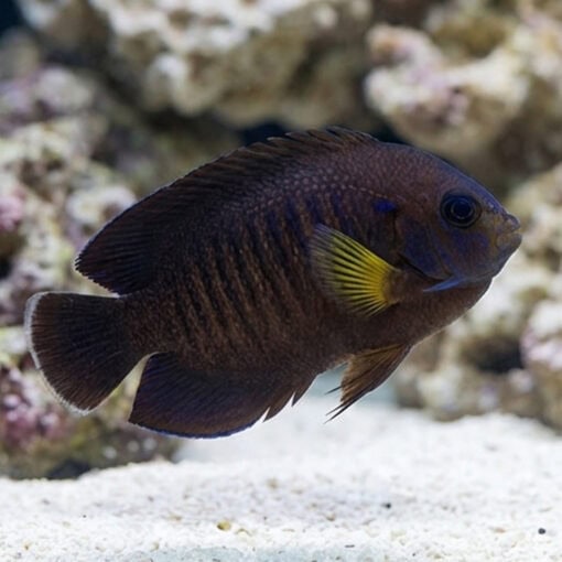 Yellowfin Pygmy Angelfish dark brown body with yellow pectoral fins swimming above white sand near coral reef