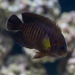 Yellowfin Pygmy Angelfish dark brown juvenile swimming near coral reef showing distinctive yellow pectoral fin and subtle blue markings