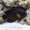 Yellowfin Pygmy Angelfish dark brown body with vivid yellow pectoral fins and blue highlights swimming near white sand and coral reef
